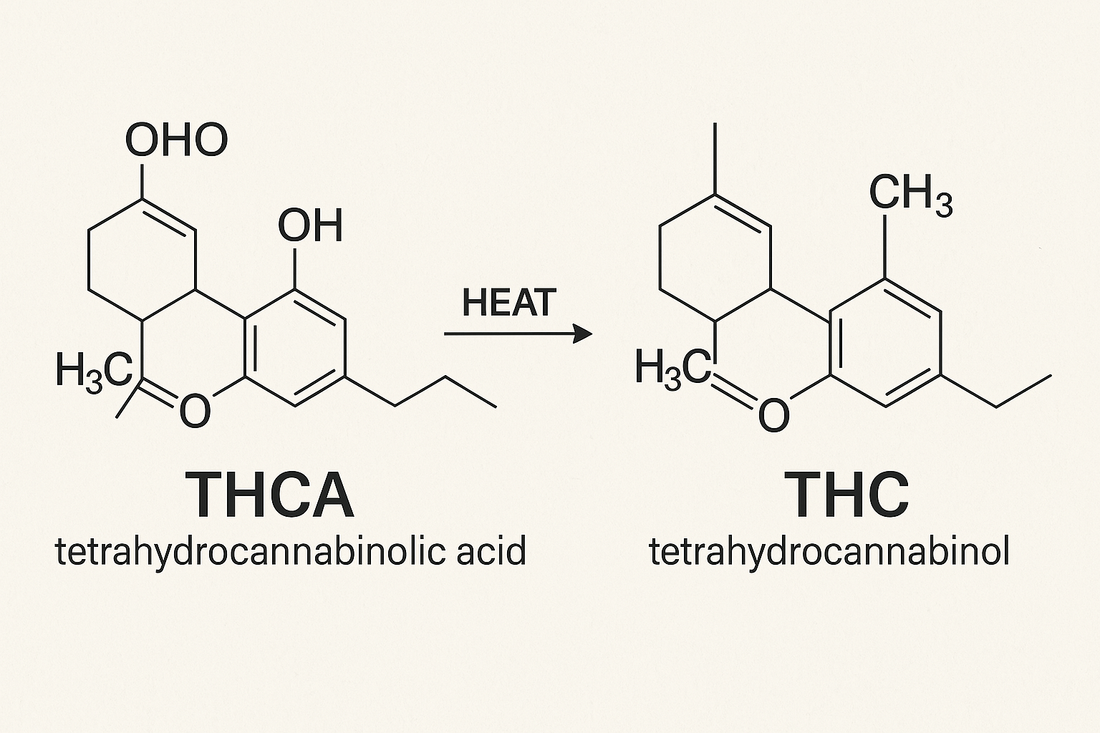 What's the difference between THCA and THC?