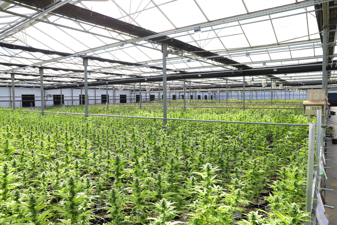 indoor hemp farm