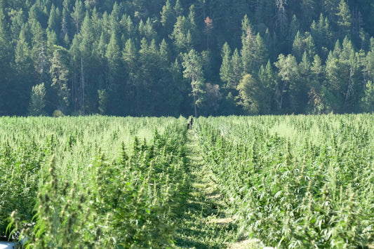 A beautiful farm